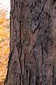 Category:Acer saccharum (bark) - Wikimedia Commons