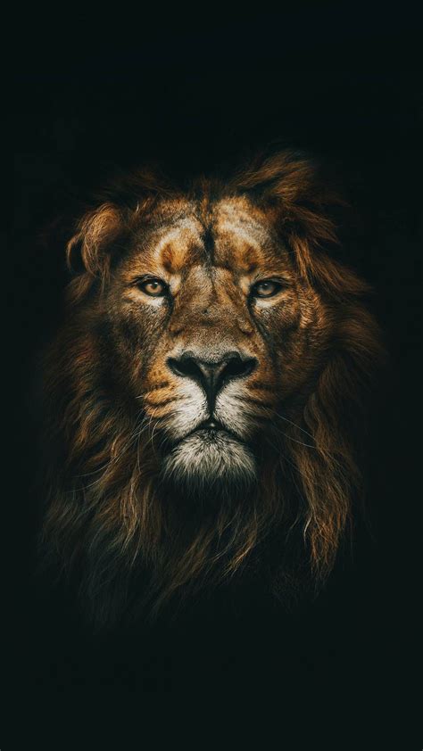 Phone Wallpaper | Lion images, Lion wallpaper iphone, Lion pictures