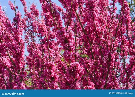 Redbud Tree Blooms stock photo. Image of gardening, purple - 83198298