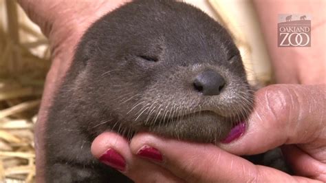 Baby Otter Pups at Oakland Zoo - YouTube