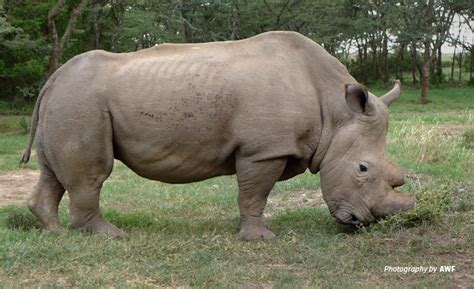 Remembering Sudan: What the loss of the last male northern white rhino ...