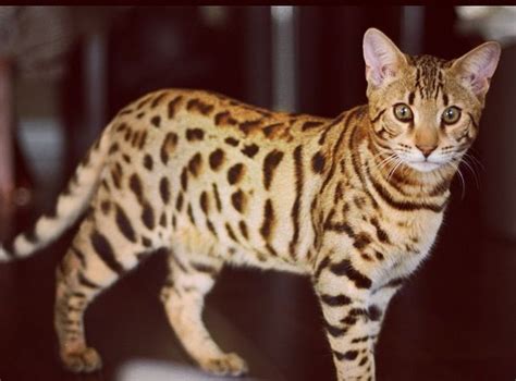 Cat Breeds With Leopard Spots - Pets Lovers