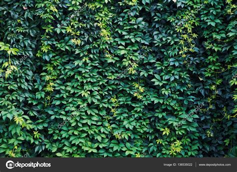 72+ Background Green Vines Images & Pictures - MyWeb