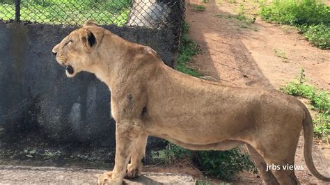 lions at vandalur zoo!!! jrbs views - YouTube