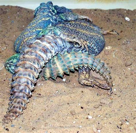 Ocellated Uromastyx Diet - cloudnews