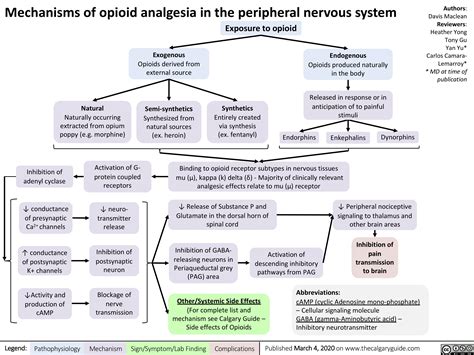 mechanisms-of-opioid-analgesia-in-the-peripheral-nervous-system | Calgary Guide