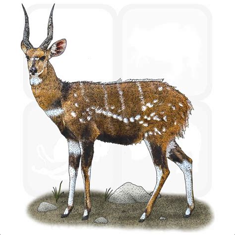 Cape Bushbuck - Signed Fine Art Print