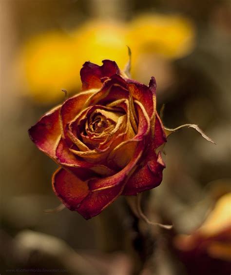 29 best Only brown roses..... images on Pinterest | Garden roses ...