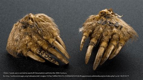 Animal Folklore: A Mole in the Hand - #FolkloreThursday