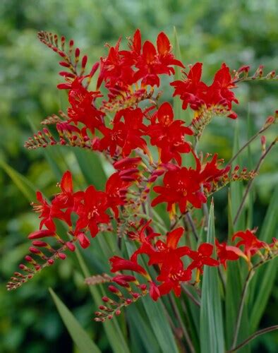 Crocosmia Lucifer Bulbs (10 pack), 1 - Fry’s Food Stores