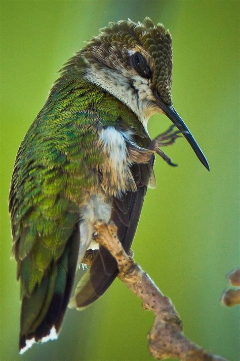 Feather Tailed Stories: Ruby-throated Hummingbird | Ruby throated hummingbird, Hummingbird ...