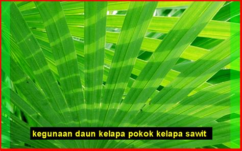 Ulasan Kegunaan Pokok Kelapa Sawit