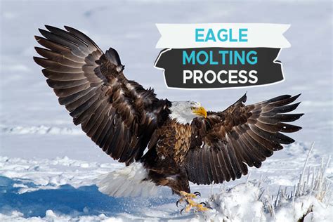 Eagle Molting Process [Even Eagles Have Awkward Phases] - Birdwatching Buzz