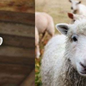 Free Sheep & Goat Scrapies Tag Clinic, Lancaster Fair, July 12 2023 | AllEvents.in