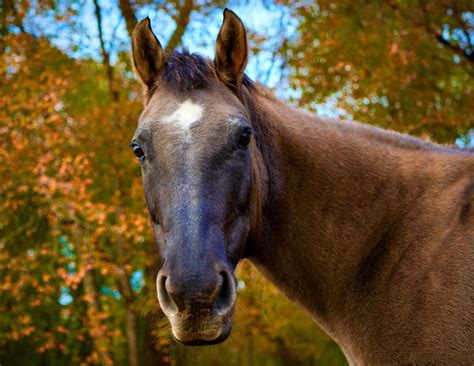 Grulla Horse Guide. Coat Colors, Pictures, And Breeds