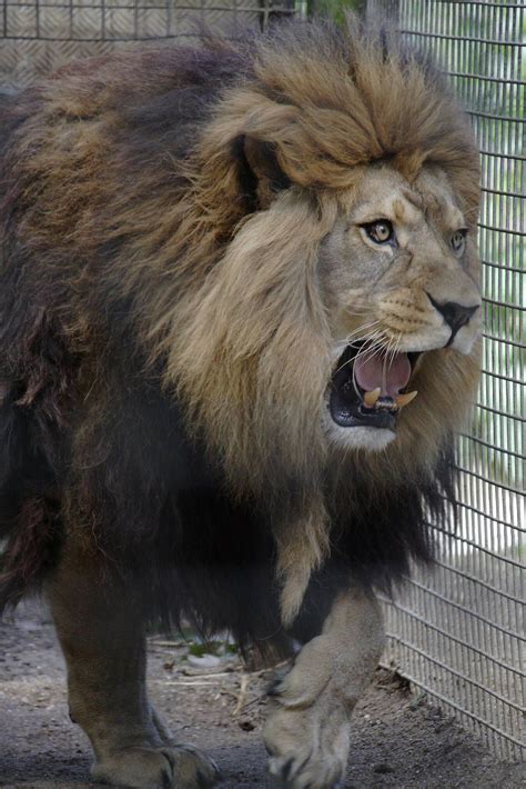 Barbary lion » Port Lympne Wild Animal Park Gallery | Lions photos ...