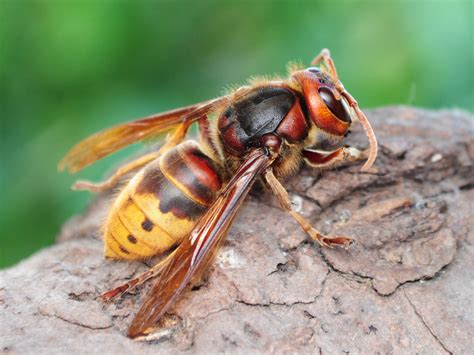 Hornets - Hornet Indentification & Pest Control & Elimination