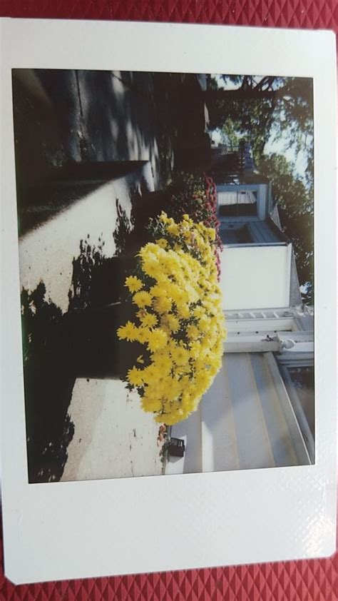 I have a Fuji film 9 how does this picture look : r/Polaroid