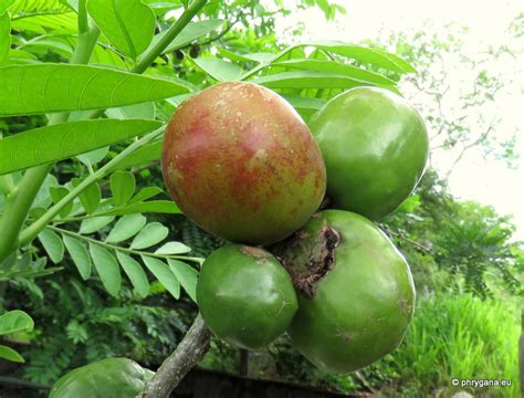 Spondias purpurea L., 1762 - Anacardiacées (Anacardiaceae R.Br., 1818 ...