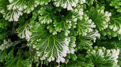 Selaginella Kraussiana & Selaginella Martensii - Frosty Fern Care