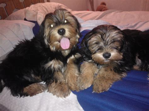 Corkies!!! | Corkie, Yorkie, Cocker spaniel