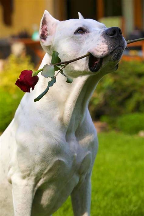 36 best Dogo Argentino images on Pinterest | Beautiful, Dogs and Beautiful dogs