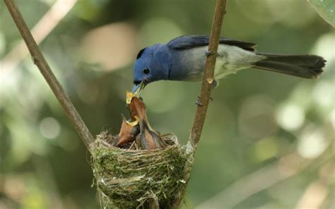 Do Birds Really Abandon their chicks if touched by humans?