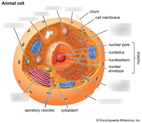 Cytoskeleton Plant Cell Labeled