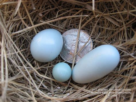 Sialis picture of the week - Dwarf and Double Bluebird Eggs