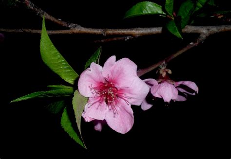 DIGITAL WORLD PAGES ARCHIVE: Peach tree blossoms