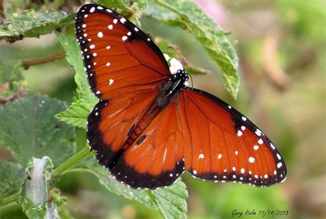 Male Queen Butterfly | The Queen Butterfly is chiefly a trop… | Flickr