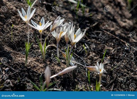 White crocus, snowdrop stock photo. Image of head, meadow - 122269826