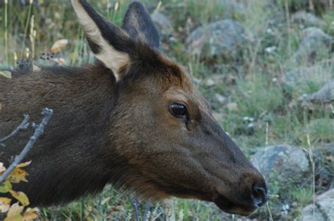 Free Images : nature, mammal, fauna, colorado, horizontal, elk, rocky mountains, white tailed ...