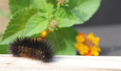 Fuzzy black caterpillars in Texas: Are they poisonous? | KXAN Austin