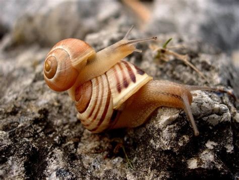 Pin on Snails