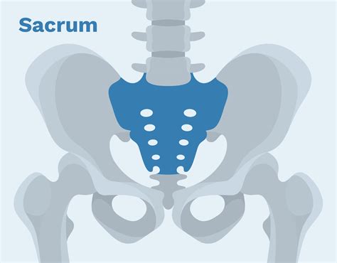 Sacral Fracture Classification