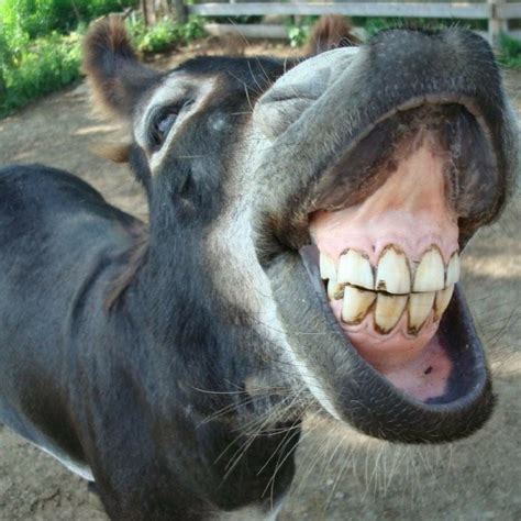 Sponsor a Donkey | Funny donkey pictures, Funny animal pictures, Donkey funny