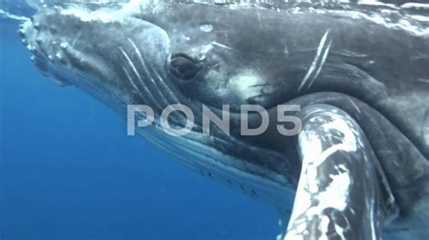 Close-up eye of humpback whale underwater in Pacific Ocean. Stock ...