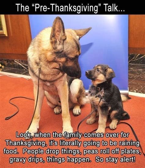 We Should All Be Thankful For These Funny Thanksgiving Memes | Funny animal memes, Funny animal ...