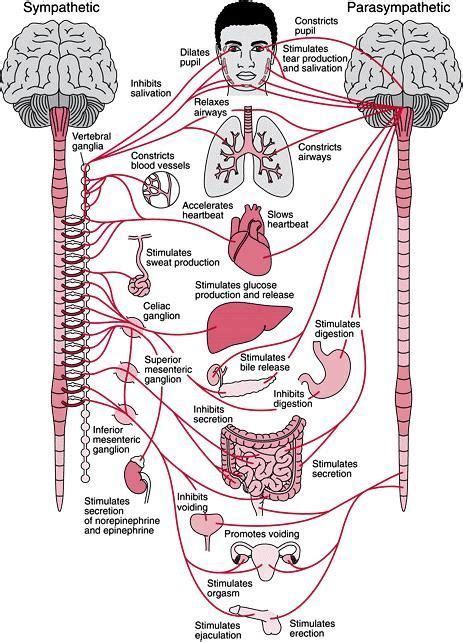 Autonomic Nervous System...mine is very dysfunctional because of POTS ...