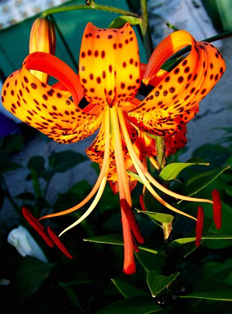 Orange Lily Free Photo Download | FreeImages