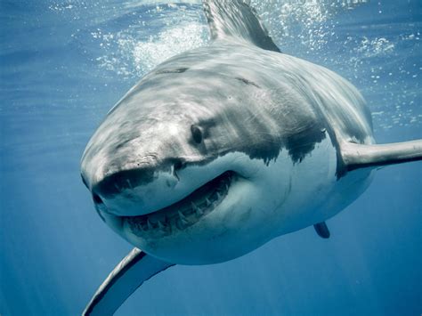 Video: Great White Shark Swims Inches From Kayaker's Boat off California Coast - Newsweek