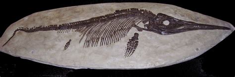 Arriba 34+ imagen fossil ichthyosaur - Abzlocal.mx