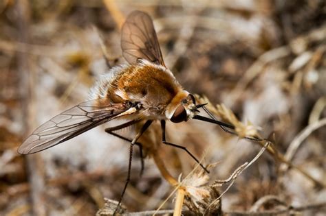 Premium Photo | Bombyliidae major bee fly