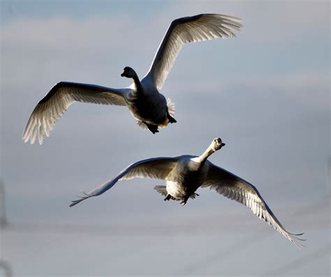 It's that time of year again - The Urban Birder