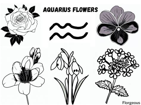 Aquarius Birth Flower Decoded: Exploring the Deep Meaning and Mystique ...