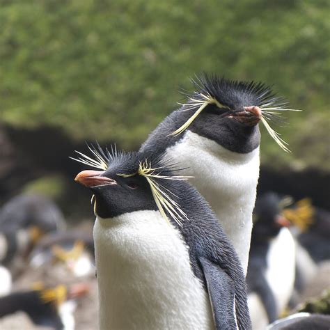 Southern rockhopper penguins — Australian Antarctic Program