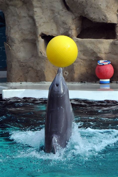 Duisburg Zoo Dolphins | Großer Tümmler im Zoo Duisburg. -- C… | Flickr