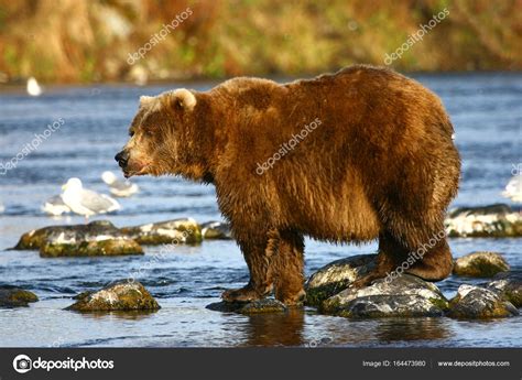 Kodiak brown bear fishing — Stock Photo © bobby22 #164473980