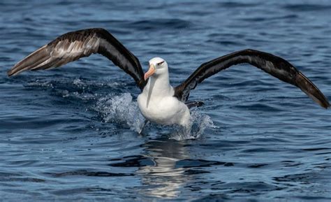 Albatross Wingspan & Size: How Big Are They? - A-Z Animals